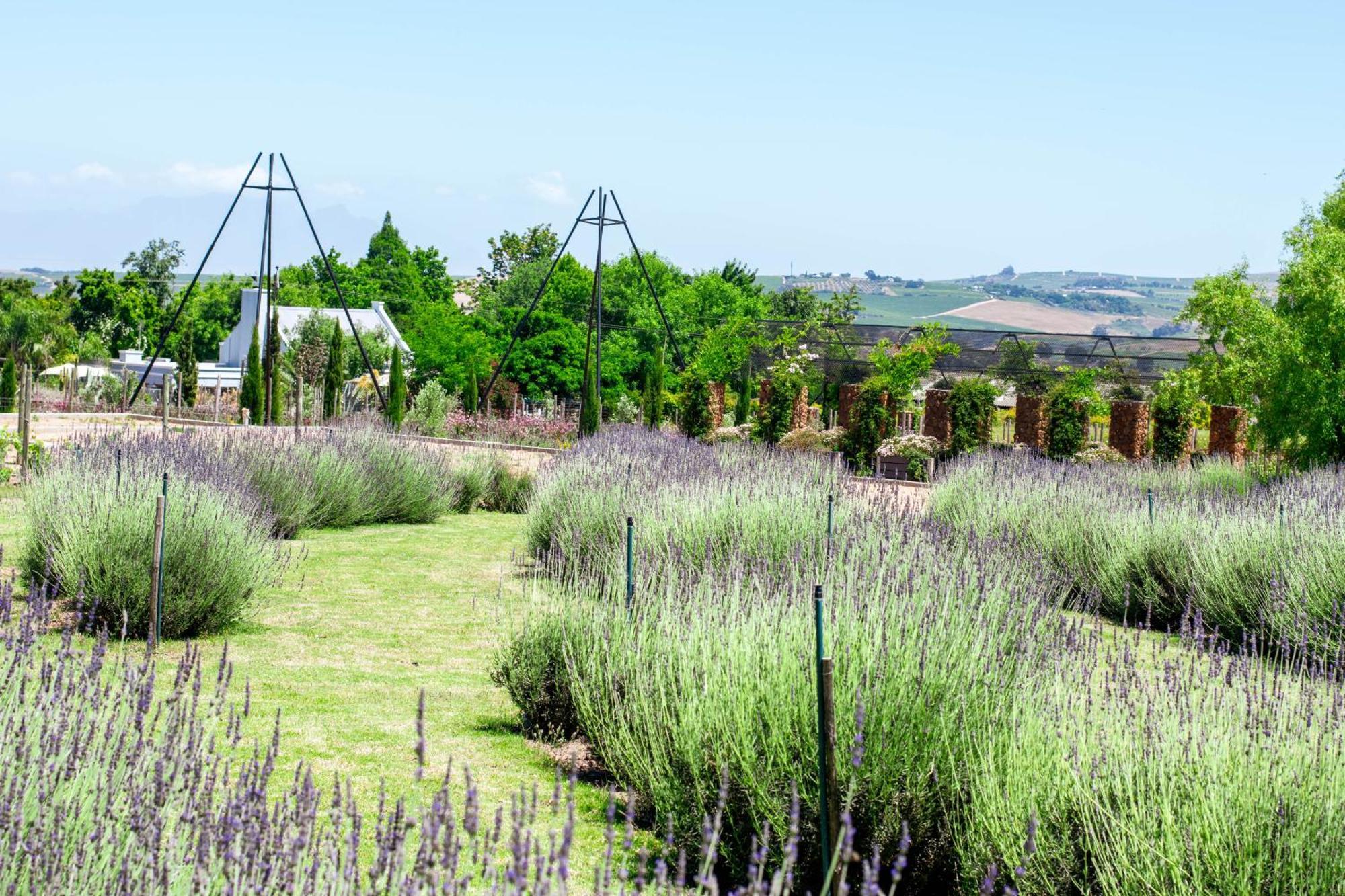 Val De Vine Hotell Stellenbosch Exteriör bild
